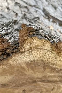 Environmental Effects of Tree Trunk Cutting. Stock Photos