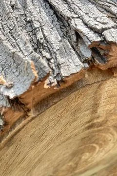 Environmental Effects of Tree Trunk Cutting. 스톡 사진