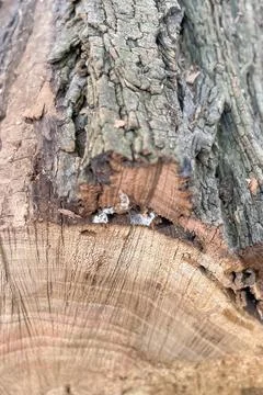 Environmental Effects of Tree Trunk Cutting. Stock Photos