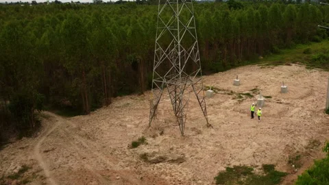 Environmental engineers examine eucalyptus forests to develop. Vídeos de archivo 219731640