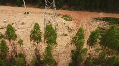 Environmental engineers examine eucalyptus forests to develop. Stock Footage 219731995