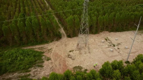 Environmental engineers examine eucalyptus forests to develop. Stock Footage 219732331