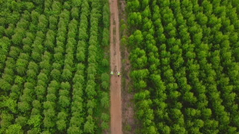 Environmental engineers examine eucalyptus forests to develop. Stock Footage 219733834