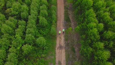 Environmental engineers examine eucalyptus forests to develop. Видео 219734418