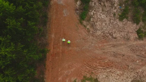 Environmental engineers examine eucalyptus forests to develop. Stockbeeldmateriaal 219734429