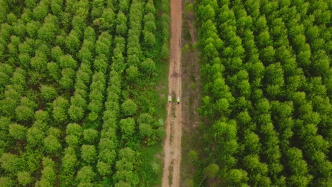 Environmental engineers examine eucalyptus forests to develop. Vídeos de archivo 219734479