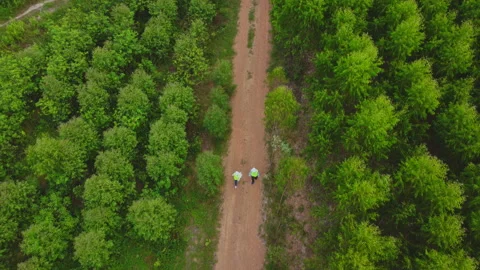 Environmental engineers examine eucalyptus forests to develop. Видео 219735280