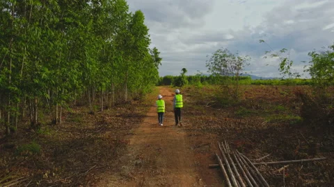Environmental engineers examine eucalyptus forests to develop. 動画素材 219735700
