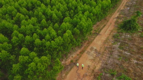 Environmental engineers examine eucalyptus forests to develop. Stockbeeldmateriaal 219735805