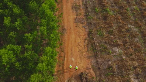 Environmental engineers examine eucalyptus forests to develop. Видео 219736375
