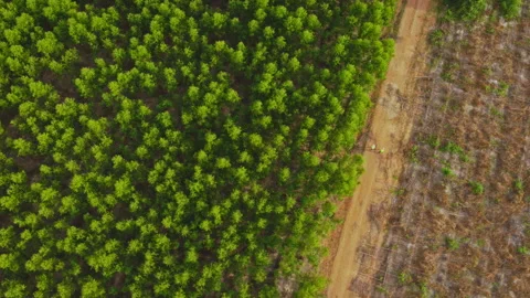 Environmental engineers examine eucalyptus forests to develop. Video stock 219737289
