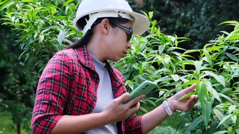 Environmental engineers use smartphones to analyze plants in the forest. Stock Footage 172391421