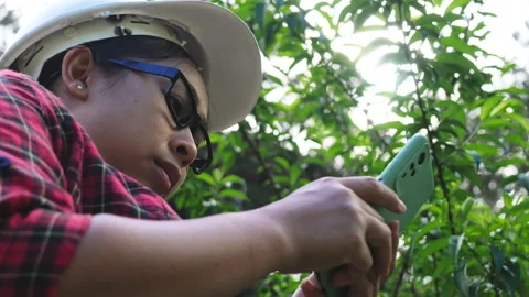 Environmental engineers use smartphones to analyze plants in the forest. 動画素材 172391886
