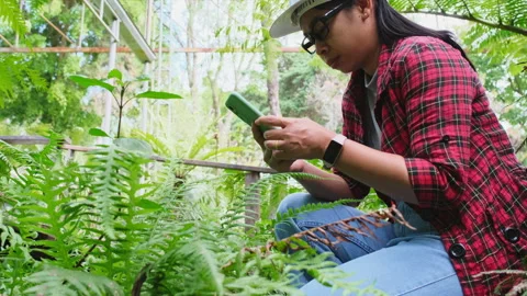 Environmental engineers use smartphones to analyze plants in the forest. Видео 172391909