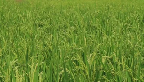 Environmental field Stock Footage 8908685