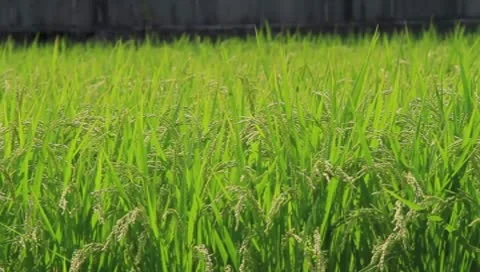 Environmental field Stock Footage 8908688