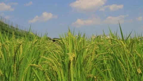 Environmental field Stock Footage 8908690