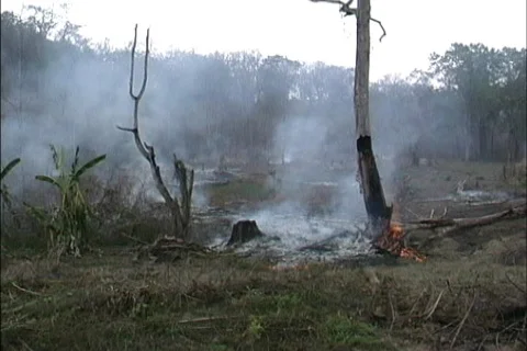 Environmental Issues Burning cutover land Tropics Video stock 464409