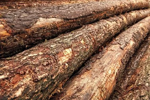 Environmental issues. Logging timber. Agriculture and forestry. Trunk pine tree Stock Photos