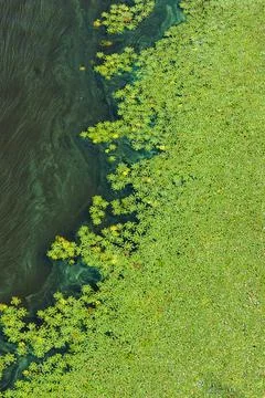 Environmental issues. Pollution of the water surface of the river, a large fl Stock Photos