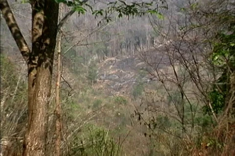 Environmental Issues Slash &amp; burn plot Thailand Vídeos de archivo 464459