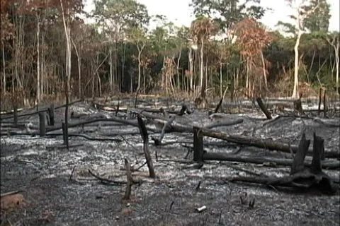 Environmental Issues Slash &amp; burn plot Venezuela Vídeos de archivo 464460