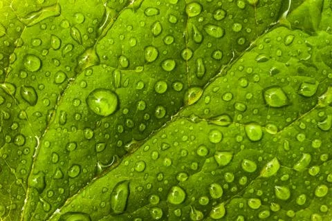 Environmental or floral pattern: green leaf with dew droplets Stock Photos