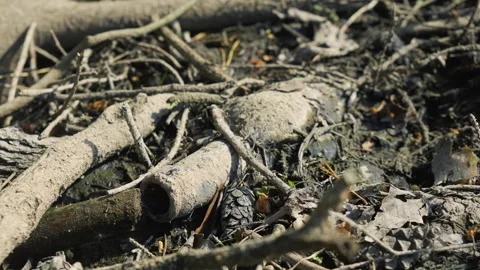 Environmental Pollution And Waste Concept, Discarded Glass Bottle And Debris Vidéo 335762272
