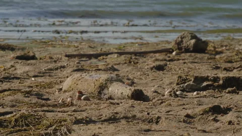 Environmental pollution, beer bottle covered with silt lies on a dirty sandy Stock Footage 205316769