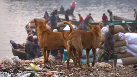 Environmental pollution Buriganga river in Dhaka Bangladesh South Asia stray Stock Footage 346512983