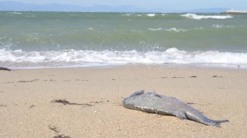 Environmental pollution. Dead fish on the beach. Climate change impact. Stock Footage 142437467