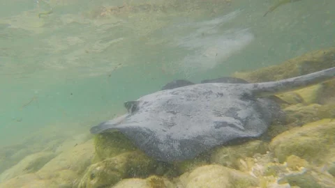 Environmental pollution, ecological catastrophe. Stock Footage 237002737