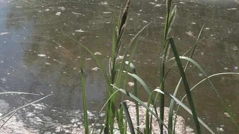 Environmental pollution of the environment Stock Footage 89611528