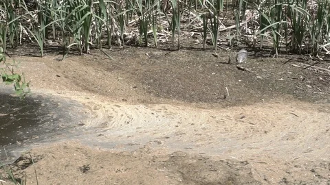 Environmental pollution of the environment Stock Footage 89611993