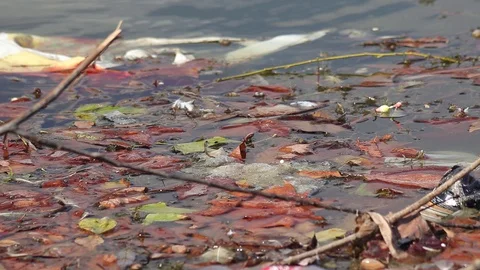 Environmental pollution. Stock Footage 129090330