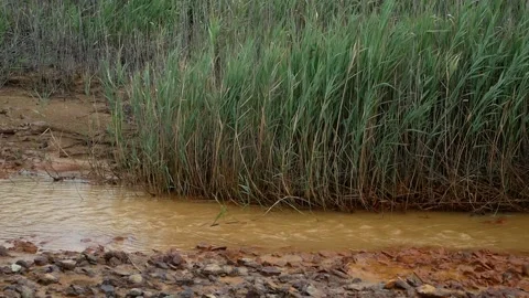 Environmental pollution. Видео 136031589