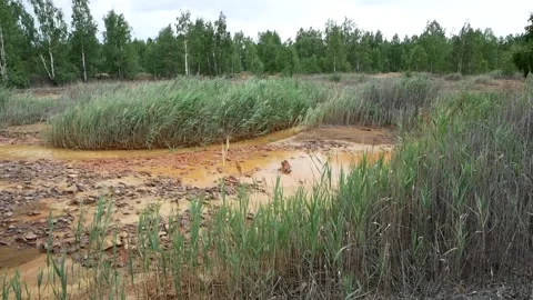 Environmental pollution. Видео 136031995