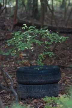 Environmental pollution in the forest. Stock Photos