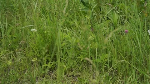 Environmental pollution a plastic bottle thrown into the nature Stock Footage 134029545