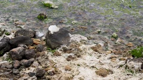 Environmental pollution with plastic waste and trash on the lake shore Stock Footage 326444959