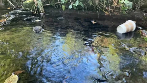 Environmental pollution with plastic waste in river Stock Footage 329319913