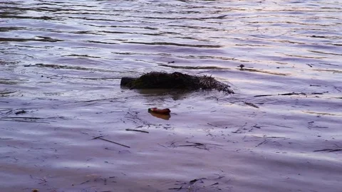 Environmental pollution. The river is carrying garbage after the flood, Uzhgorod Stock-Footage 83430297