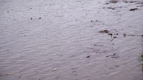 Environmental pollution. The river is carrying garbage after the flood, Uzhgorod Stockbeeldmateriaal 83430839
