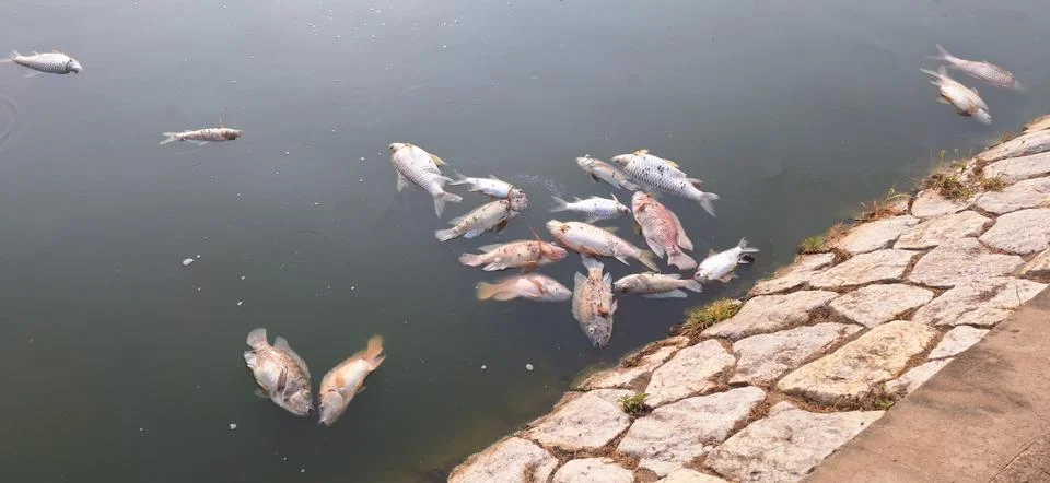 Environmental pollution,dead fish floated Stock Photos