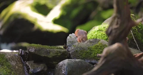 Environmental portrait of red squirrel looking for food at the forest floor Stock Footage 219609456