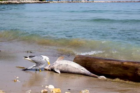 Environmental problem dolphins are dying Stock Photos