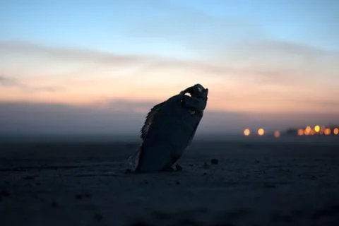 Environmental problem 库存照片