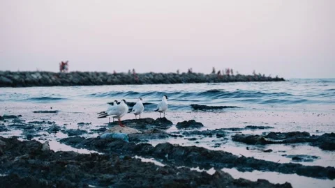 Environmental problems from water pollution. Stock Footage 201855717