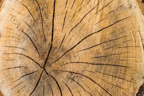 Environmental protection concept-cross section of the tree close-up, texture Stock Photos