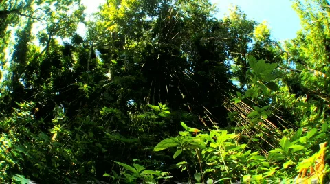 Environmental Rainforest with Audio Stock Footage
